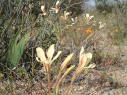 Lapeirousia fabricii early or late